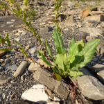 Cerinthe glabra