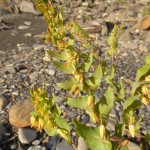 Cerinthe glabra