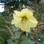 Alcea rugosa