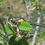 Gomphus schneiderii