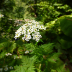 Chaerophyllum aureum