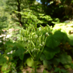 Chaerophyllum aureum