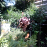 Araneus angulatus