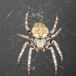 Araneus angulatus