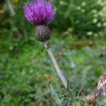 Cirsium uliginosum