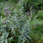 Cirsium uliginosum