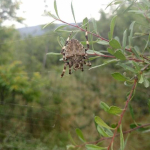 Araneus angulatus