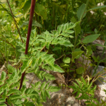 Chaerophyllum aureum