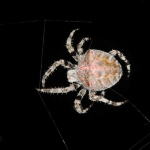 Araneus angulatus