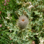 Cirsium cephalotes