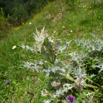 Cirsium cephalotes