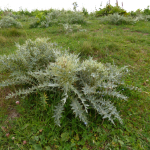 Cirsium cephalotes