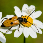 Batesiata tesserula