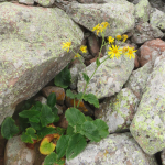 Doronicum macrophyllum