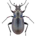 Carabus victor