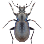 Carabus victor