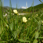 Lathyrus aphaca