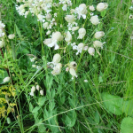 Silene vulgaris