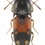 Drasterius bimaculatus