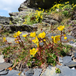 Saxifraga flagellaris