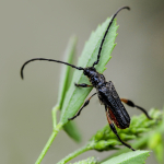 Lampropterus femoratus