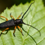 Phytoecia affinis