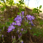 Campanula hohenacheri