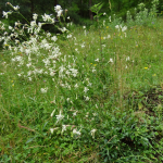 Silene ruprechtii