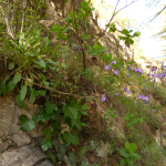 Campanula hohenacheri