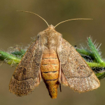 Mesogona acetosellae