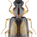 Dromius semiplagiatus