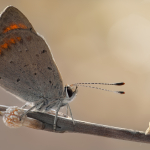 Lycaena phlaeas