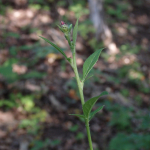 Serratula quinquefolia