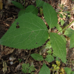 Serratula quinquefolia