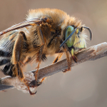 Anthophora plumipes