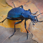 Carabus scabrosus