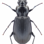 Pterostichus niger