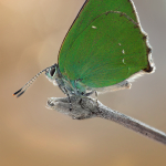 Callophrys chalybeitincta