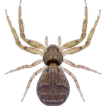 Bassaniodes loeffleri