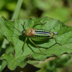 Isophya schneideri