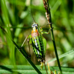 Isophya schneideri