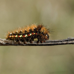 Acronicta rumicis