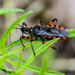 Rhynocoris rubrogularis