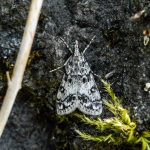 Eudonia lacustrata