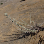 Artemisia incana