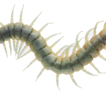 Scolopendra cingulata