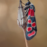 Zygaena carniolica