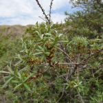 Hippophae rhamnoides