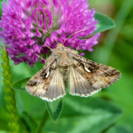 Autographa gamma