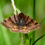 Euclidia glyphica